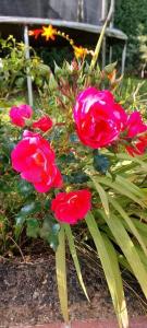 a bunch of pink flowers in a garden at Bellevue Bungalow in Belfast