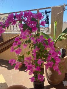Balkón nebo terasa v ubytování Fleur de cactus, Guesthouse, Tamraght
