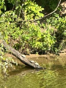 a tree branch sticking out of the water at Channel Escape in Coldwater