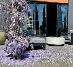 a tree with purple flowers in front of a building at Frogs Pond in Red Hill