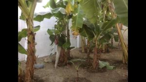 eine Reihe von Bananenbäumen in einem Gewächshaus in der Unterkunft Dab view bungalow Rental in Sere Kunda