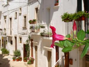 una flor rosa está creciendo en el lado de un edificio en La casetta di Antonella, en Locorotondo