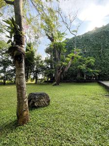 a rock sitting next to a tree in a field at Dambulla Rock Arch in Dambulla