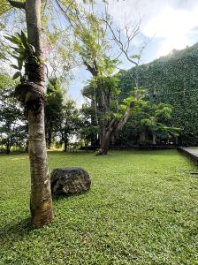 una roccia seduta accanto ad un albero in un campo di Dambulla Rock Arch a Dambulla