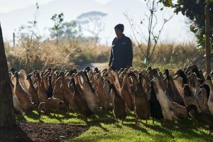 a man standing next to a flock of ducks at Vergenoegd Löw Boutique Hotel & Spa in Cape Town