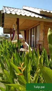 Zahrada ubytování Tulip Resort Pai