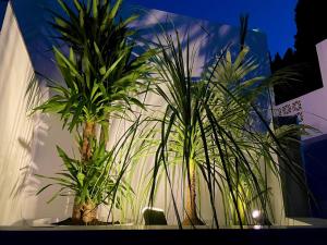 un grupo de palmeras frente a un edificio en Villa Colina del Mar - Luxurious view near the beach, en Nerja
