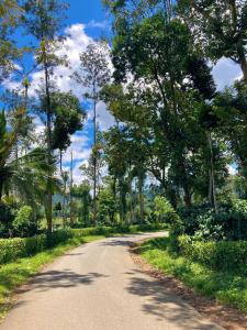 a road in the middle of a forest with trees at O2 estate stay in Virajpet