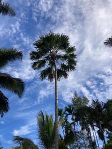 a palm tree in front of a cloudy sky at O2 estate stay in Virajpet