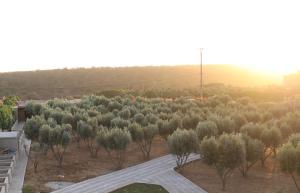 une vue aérienne sur un champ d'arbres dans l'établissement Villa Tizra - guest house, à AÃ¯n el Ksob