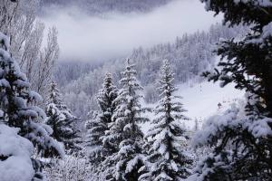 a group of trees covered in snow on a ski slope at Serre chevalier,Chantemerle,T2 proche pistes in Saint-Chaffrey