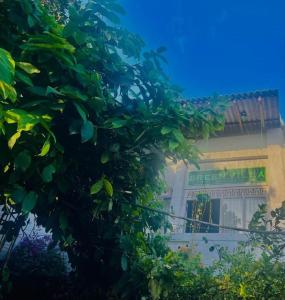Zahrada ubytování Green Villa