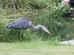 een vogel die in het gras loopt bij het water bij ScraB&Ble Ecologische gastenkamers in Bornem