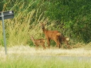 Dieren bij de bed & breakfast of in de buurt