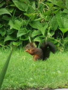 Dieren bij de bed & breakfast of in de buurt