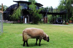 a sheep grazing in the grass in front of a house at RetroDOMOS in Coinco
