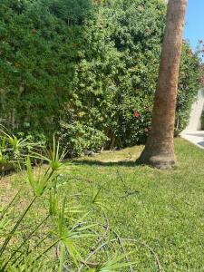 a palm tree sitting in the grass next to a tree at Villa de maitre magnifique, spacieuse avec jardin in La Marsa
