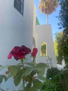 a red rose sitting in front of a building at Villa de maitre magnifique, spacieuse avec jardin in La Marsa