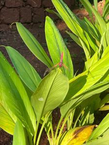 Κήπος έξω από το MTDC Vishwas Homestay, Kotawde, Ratnagiri
