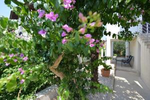 drzewo z różowymi kwiatami na boku domu w obiekcie D&J Apartment Zadar w mieście Zadar