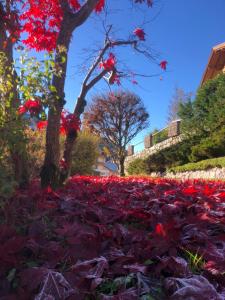 A garden outside Al Truciolo
