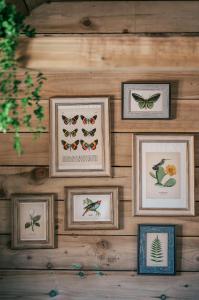 a wall with four framed pictures of butterflies at The Potting Barn in Saint Ervan