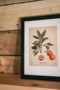 a framed drawing of a tomato plant at The Potting Barn in Saint Ervan