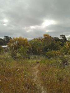 um campo de relva com árvores e arbustos em Vida Playera em Punta Del Diablo