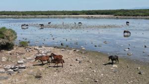 Altri animali domestici presso l'hotel o nei dintorni