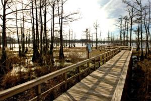 a wooden boardwalk over a marsh with trees and water at Residence Inn by Marriott Monroe in Monroe