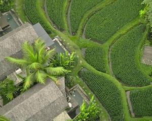 an aerial view of a plantation of palm trees at Menzel Ubud in Ubud