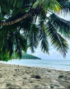 a palm tree on a beach with the ocean at Diamond Plaza in Grand Anse