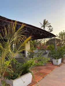 eine Terrasse mit Pflanzen und einen Pavillon mit einem Gebäude in der Unterkunft Flamingo résidence in Toliara