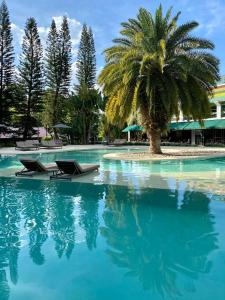 uma palmeira no meio de uma piscina em Unique Garden em Mairiporã
