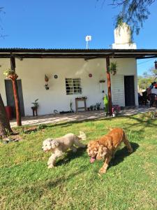 dos perros jugando en el césped delante de una casa en Cabañas Termas de Reyes en Termas de Río Hondo