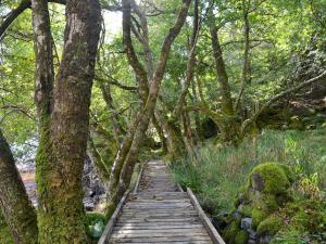 a wooden path through a forest with trees at The Steading in Glencripesdale