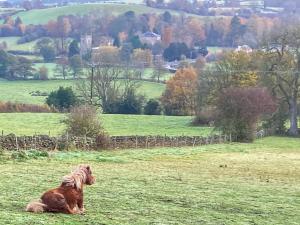 a dog sitting in a field looking at a field at Ivy Cottage in South Wingfield
