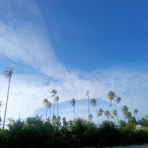 Kaledupa的住宿－Areef Homestay Kaledupa，蓝天的棕榈树群