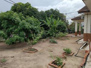 einen Garten mit Bäumen und Pflanzen im Hof in der Unterkunft HOMESTAY TG BIDARA in Masjid Tanah
