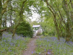 a field of blue flowers in front of a house at Quarrymans Cottage in Linkinhorne