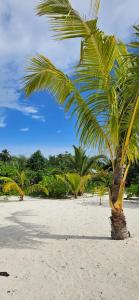 a palm tree sitting on a sandy beach at Dravida Hotel in Maamigili