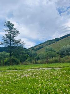 a field of grass with a tree in the background at Kinder Valley Morlaca Cluj in Cluj-Napoca