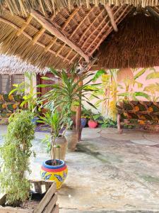 un edificio con un montón de plantas en un patio en FURAHA BEACH ROOMS en Kendwa