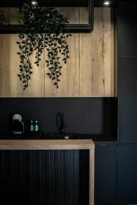 a kitchen counter with a plant hanging from the wall at Apartamenty Centrum in Krotoszyn
