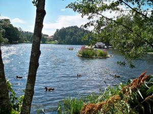 un grupo de patos nadando en un lago en independent apartment near citycenter/lake, en Borås