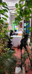 Casa Blanca San Antonio Hostal Boutique في كالي: غرفة مليئة بالكثير من النباتات وتمثال القطط