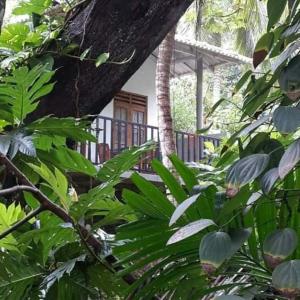 a tree with green leaves in front of a house at Nature Glow Cottage in Udawalawe