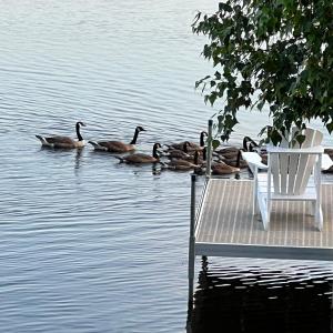 a group of ducks swimming in the water at Chalet KLS Lac D'Argent in Eastman +65 photos