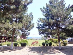 two pine trees in a yard with a field at Pensiunea Sapte Pini in 2 Mai