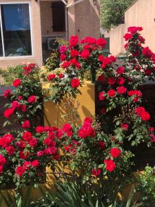a bunch of red flowers in front of a building at chez Guy in Marseille